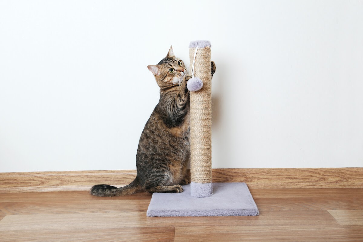 Why does your cat scratch the furniture? Redirect their claws!